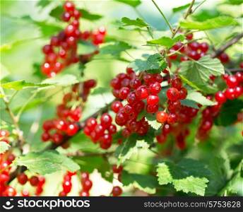 branch of ripe red currant in a garden