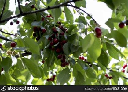branch of ripe red sweet cherry, subject fruit and berries