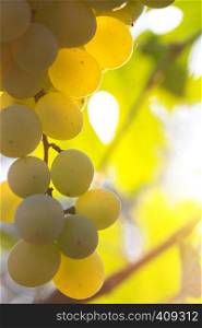 branch of ripe tasty grapes against the background of the sun