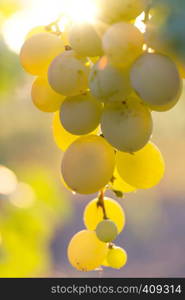 branch of ripe tasty grapes against the background of the sun