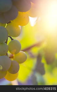 branch of ripe tasty grapes against the background of the sun