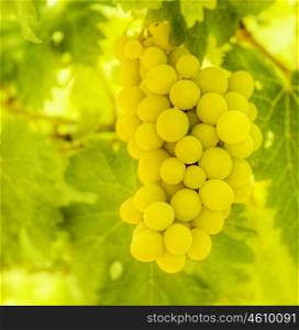 Branch of ripe white grape with green leaves, fresh juicy fruits, healthy eating concept, organic food, natural frutti background, winery industry, vineyard garden, harvest season grapes