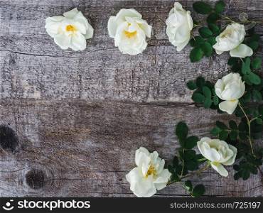 Branch of rose hip with blooming flowers, lying on unpainted, frayed boards. Place for your inscription. Top view, close-up, flat lay. Congratulations to loved ones, relatives, friends and colleagues. Beautiful rose hip branch with white flowers