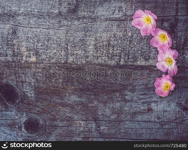 Branch of rose hip with blooming flowers, lying on unpainted, frayed boards. Place for your inscription. Top view, close-up, flat lay. Congratulations to loved ones, relatives, friends and colleagues. Beautiful rose hip branch with pink flowers
