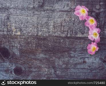 Branch of rose hip with blooming flowers, lying on unpainted, frayed boards. Place for your inscription. Top view, close-up, flat lay. Congratulations to loved ones, relatives, friends and colleagues. Beautiful rose hip branch with pink flowers