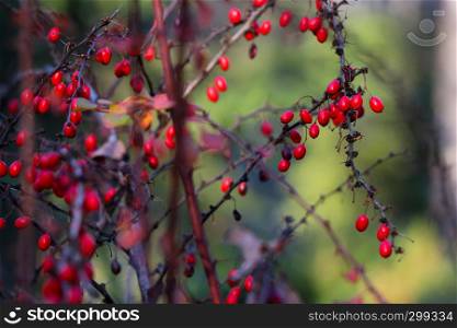 Branch of rosehip in closeup photo