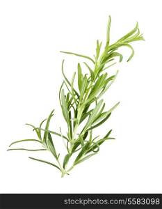 Branch Of Rosemary Isolated On White Background