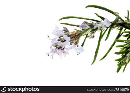 branch of rosemary with flowers on the white background (Rosmarinus officinalis L.)