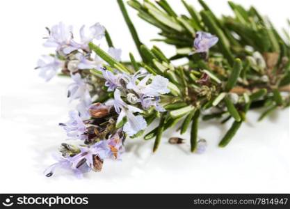 branch of rosemary with flowers on the white background (Rosmarinus officinalis L.)