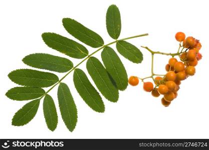 Branch of rowan berry isolated on white
