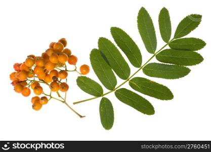 Branch of rowan isolated on white