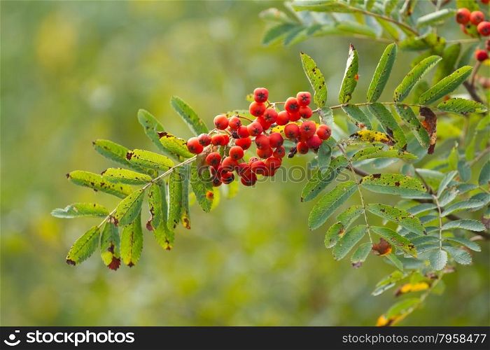 Branch of rowan with ripe berries