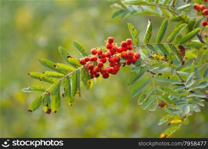 Branch of rowan with ripe berries