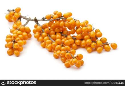 Branch of sea buckthorn berries isolated on white
