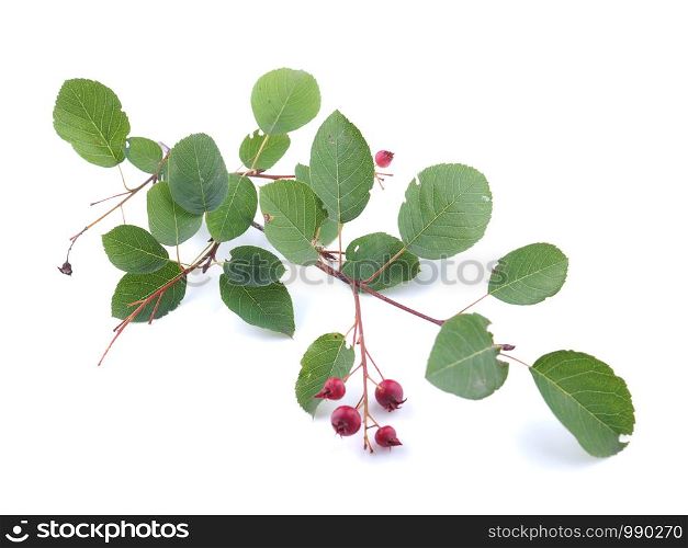 Branch of shadberry (Amelanchier ovalis) n a white background. Branch of shadberry on a white background