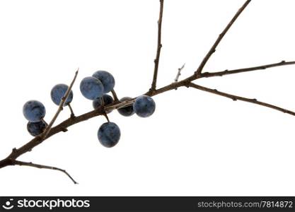 branch of sloe, blackthorn on the white background (Prunus spinosa)