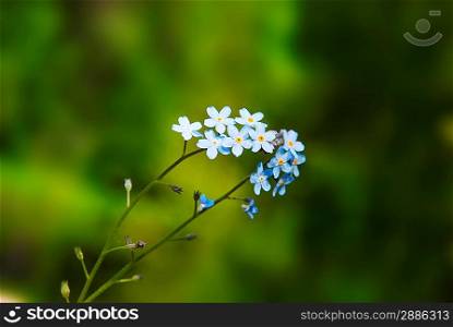 branch of small beautiful blue flowers