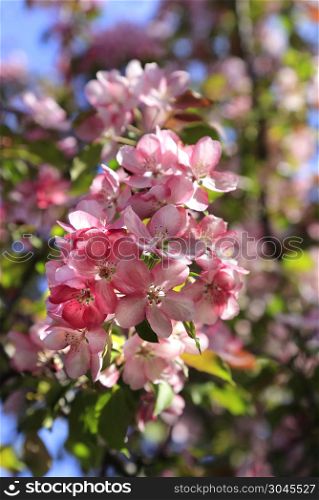 Branch of spring apple tree with beautiful pink flowers, close-up. Branch of spring apple tree with beautiful pink flowers