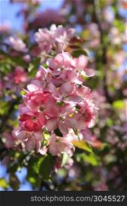 Branch of spring apple tree with beautiful pink flowers, close-up. Branch of spring apple tree with beautiful pink flowers