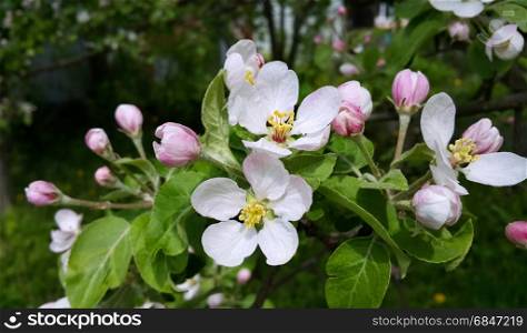Branch of spring blooming apple tree with beautiful flowers. Beautiful branch of spring blooming apple tree
