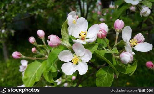 Branch of spring blooming apple tree with beautiful flowers