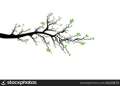 Branch of spring tree isolated on white background