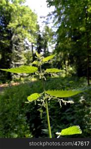 Branch of stinging nettle in flowers on the background of forest.