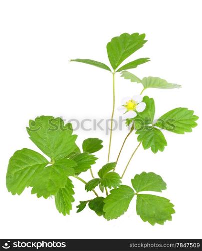 Branch of strawberry with green leaf and white flower. Isolated on white background. Close-up. Studio photography.
