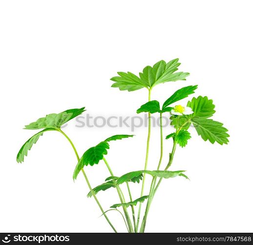 Branch of strawberry with green leaf and white flower. Isolated on white background. Close-up. Studio photography.