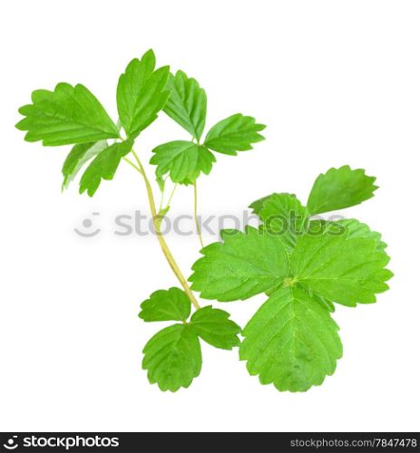 Branch of strawberry with green leaf. Isolated on white background. Close-up. Studio photography.
