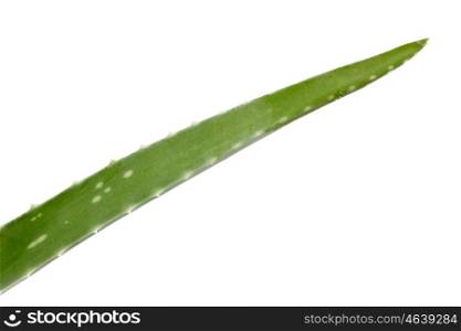Branch of the Aloe Vera plant isolated on white background