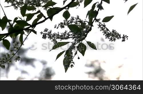 Branch of the bird-cherry tree with flowers under light breeze, white overexposed sky.