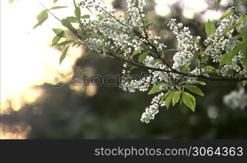 Branch of the bird-cherry tree with flowers under light breeze, yelowish sky.