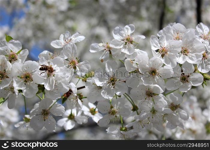 branch of the blossoming cherry in the spring
