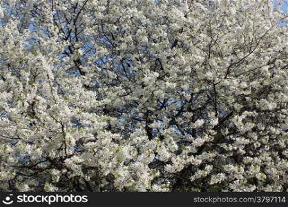 branch of the blossoming cherry in the spring