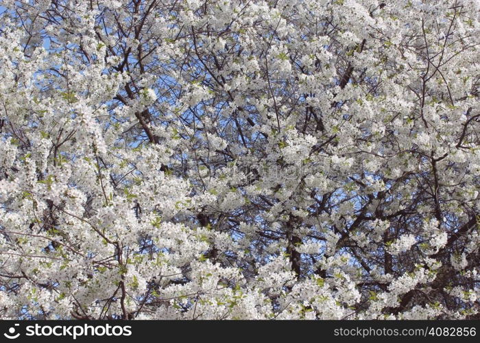 branch of the blossoming cherry in the spring