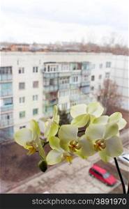 branch of the blossoming light yellow orchid. beautiful branch of the blossoming light yellow orchid at the window