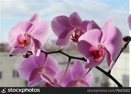 branch of the blossoming pink orchid. beautiful branch of the blossoming pink orchid