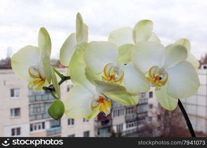 branch of the blossoming white orchid. beautiful branch of the blossoming white orchid on the window-sill