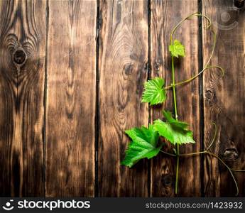 Branch of the vine. On wooden background.. Branch of the vine.