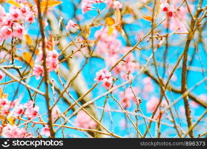 Branch of the Wild Himalayan Cherry flower in Northern of Thailand