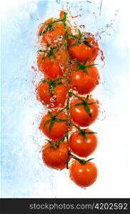 Branch of tomatoes in water splashes