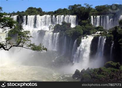 Branch of tree and wide Iguazu waterfall in Argentina
