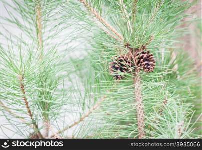 Branch of tree with pine cones, stock photo