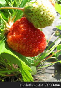 branch of two strawberry berries