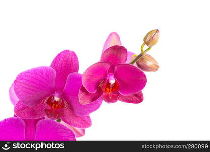 branch of violet orchids isolated on white