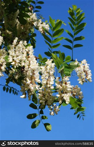 Branch of white acacia flowers on a background of blue sky