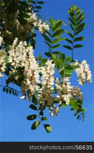 Branch of white acacia flowers on a background of blue sky