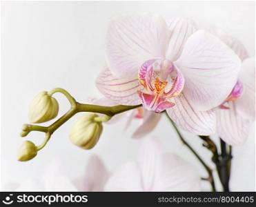 Branch of white and pink orchid phalaenopsis flower on a white background
