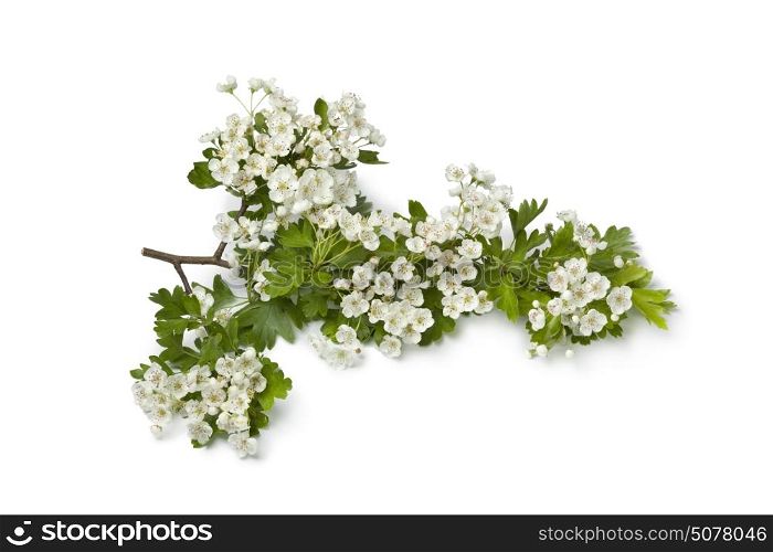 Branch of white flowering Thornapple on white background
